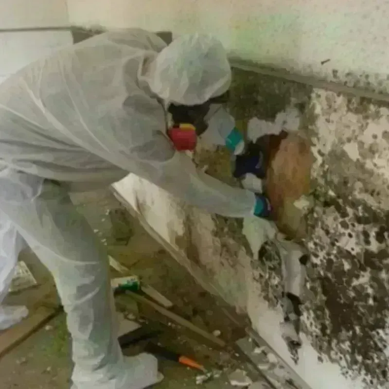 Mold Remediation and Removal in Morrisville, NY